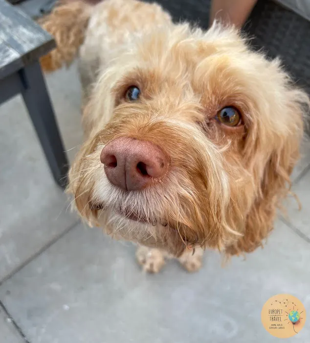 EuroPet Travel - Animal Health Certificates Picture 1