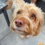 EuroPet Travel - Animal Health Certificates