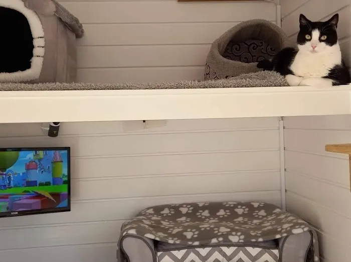 The Paddocks - Luxury Cat Hotel Picture 1