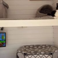 The Paddocks - Luxury Cat Hotel ico