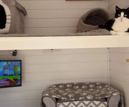 The Paddocks - Luxury Cat Hotel