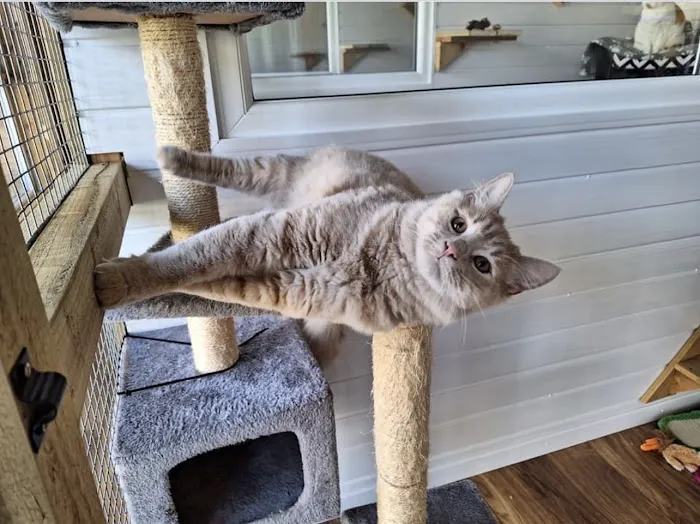 The Paddocks - Luxury Cat Hotel Picture 3