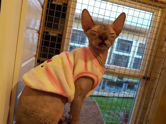 The Paddocks - Luxury Cat Hotel Picture 8