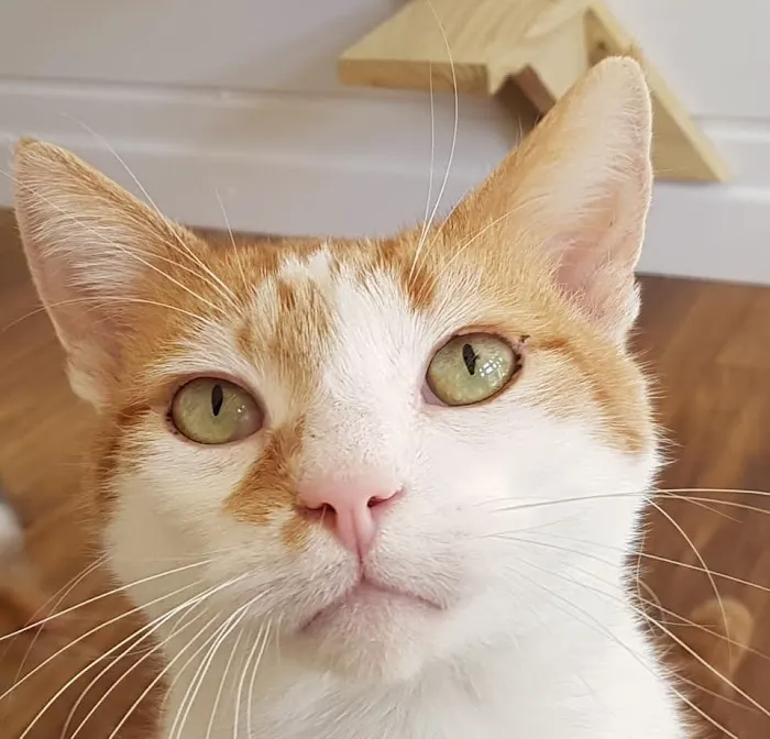 The Paddocks - Luxury Cat Hotel Picture 6