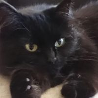 Pinewood Veterinary Practice Ltd ico