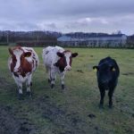 Ribble Vets Penwortham