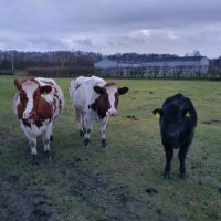 Ribble Vets Penwortham ico