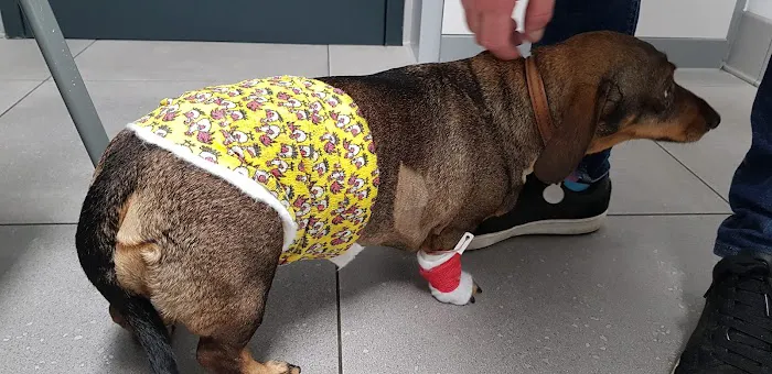 Ribble Vets Penwortham Picture 9