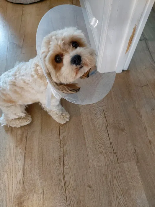 Vets4Pets - Leyland Picture 1