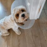 Vets4Pets - Leyland