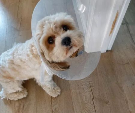 Vets4Pets - Leyland