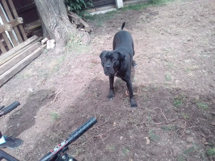 Vets4Pets - Leyland Picture 2