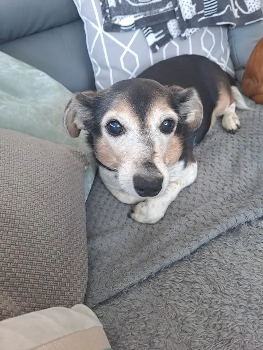 Vets4Pets - Leyland Picture 6