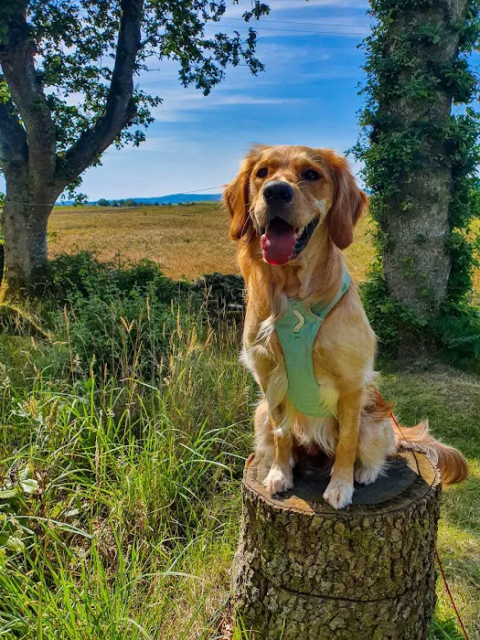 Vets4Pets - Leyland Picture 7