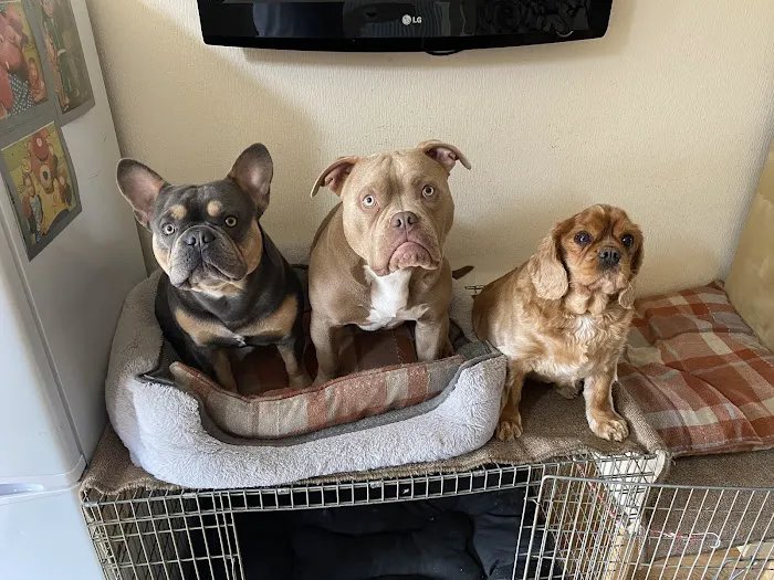 Vets4Pets - Leyland Picture 10