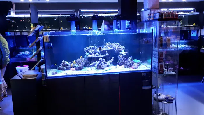 Octopus 8 Aquatics Picture 7