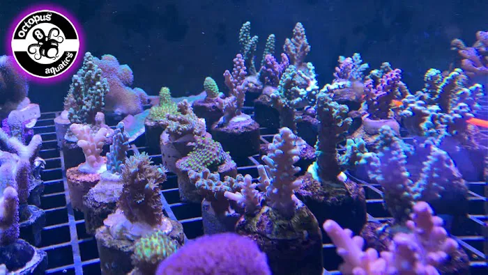 Octopus 8 Aquatics Picture 10