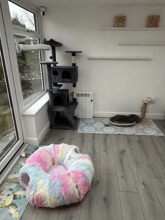 Cleo’s Place Luxury Cat Boarding Picture 2