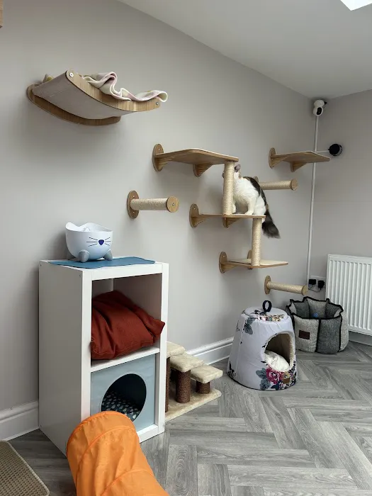Cleo’s Place Luxury Cat Boarding Picture 1