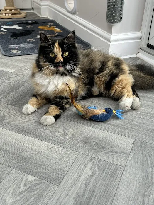 Cleo’s Place Luxury Cat Boarding Picture 6
