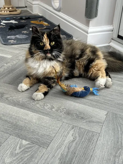 Cleo’s Place Luxury Cat Boarding Picture 4