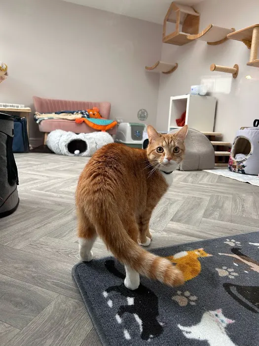 Cleo’s Place Luxury Cat Boarding Picture 3