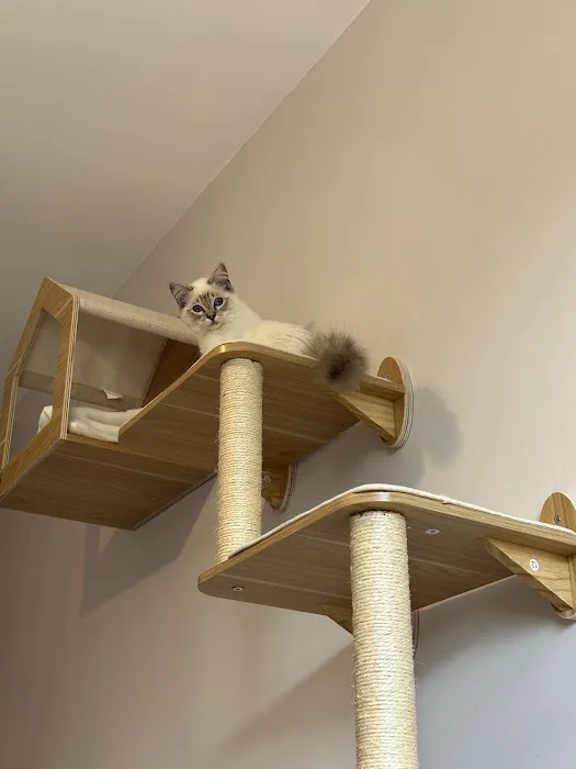 Cleo’s Place Luxury Cat Boarding Picture 9