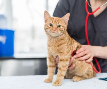 Holmefield Veterinary Clinic