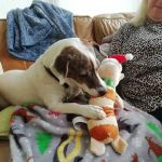 VetCare Selby
