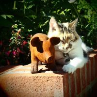 Hayloft Mobile Veterinary Services ico