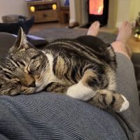 Catnaps ico