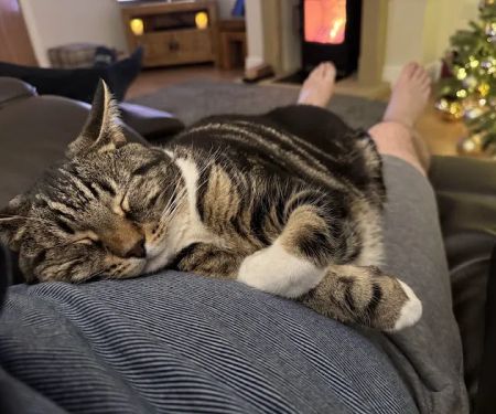 Catnaps
