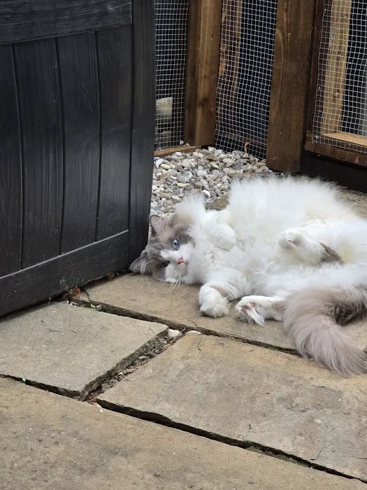 Charnock Cattery Picture 2