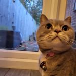 Charnock Cattery