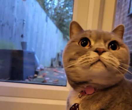 Charnock Cattery