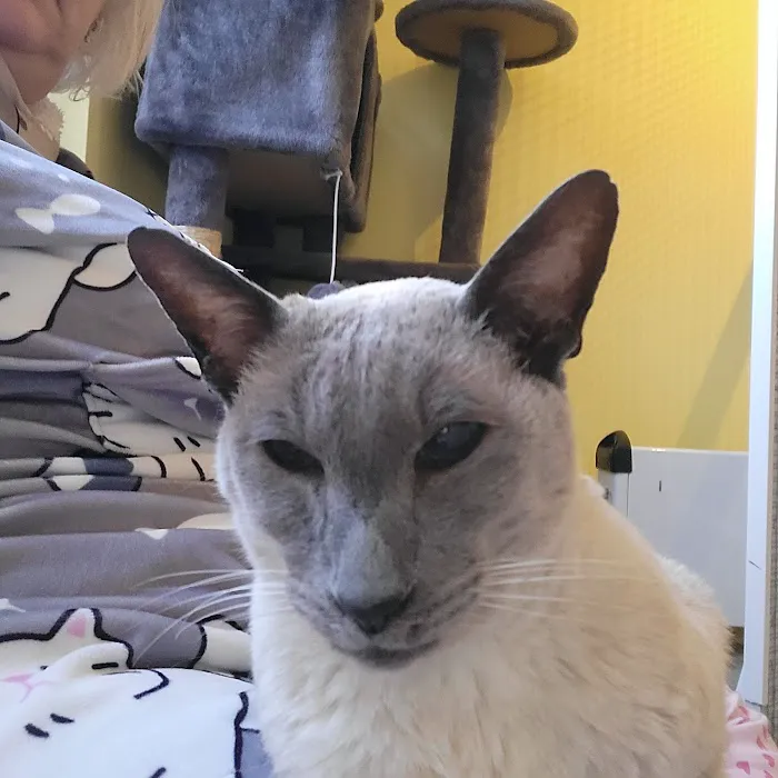 Charnock Cattery Picture 8