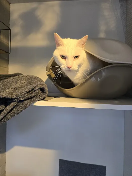 Charnock Cattery Picture 9