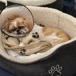 Veterinary Vision