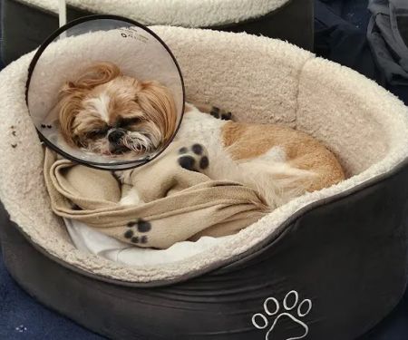 Veterinary Vision