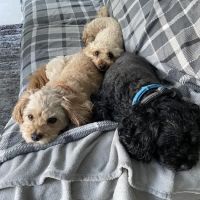 C J Mason Veterinary Surgery ico