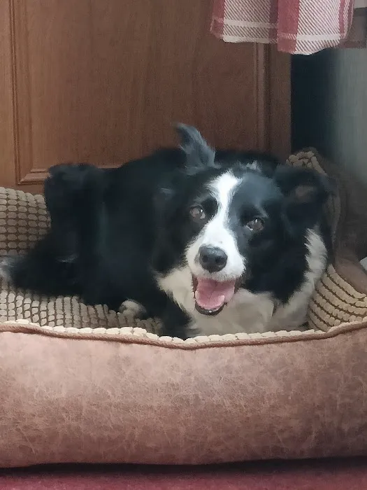 C J Mason Veterinary Surgery Picture 6