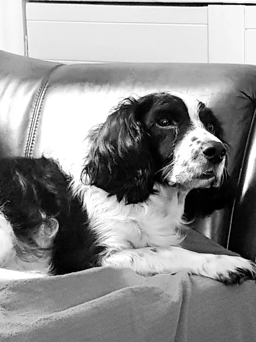 C J Mason Veterinary Surgery Picture 5