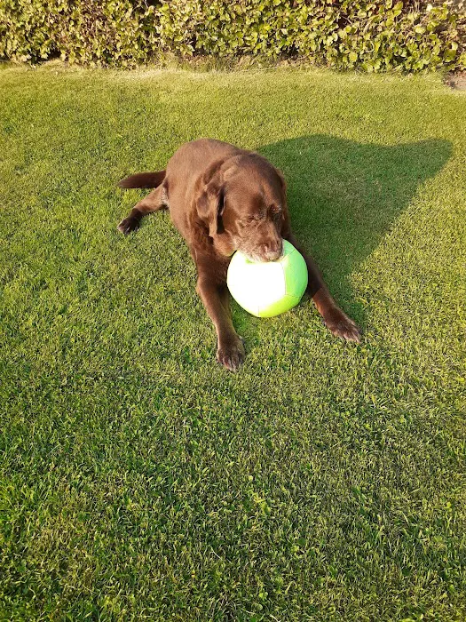 C J Mason Veterinary Surgery Picture 9
