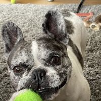 Hillcrest Veterinary Surgery - Eccleston ico