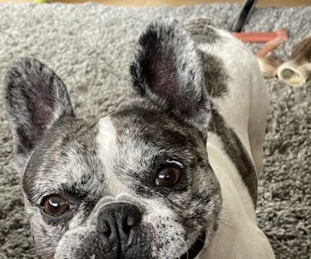Hillcrest Veterinary Surgery - Eccleston