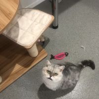Stable View Cattery ico