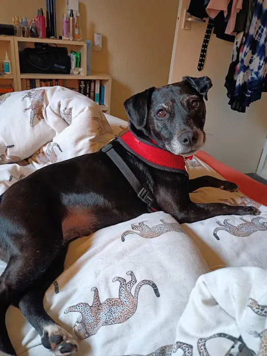 Medivet Bamber Bridge - Withy Grove Vets Picture 9