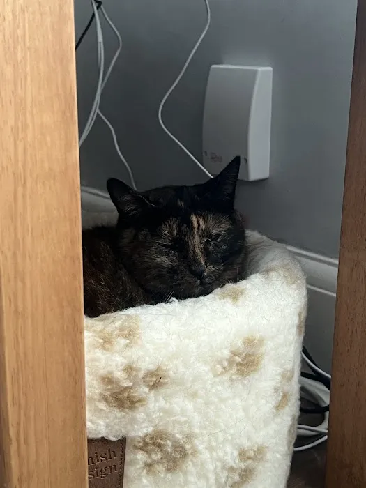 Bridge House Cattery Picture 2