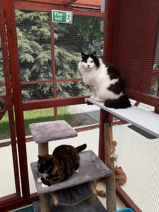 Bridge House Cattery Picture 3