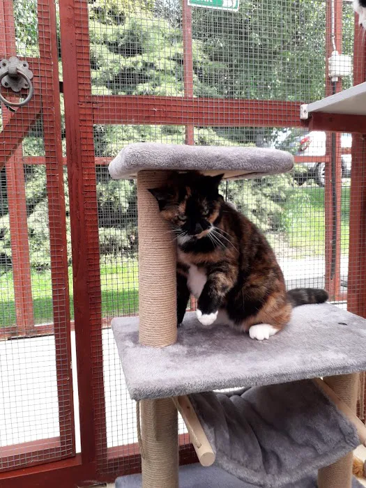Bridge House Cattery Picture 4